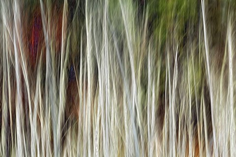 Tree trunks