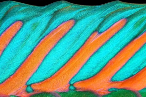 Detail of dorsal fin