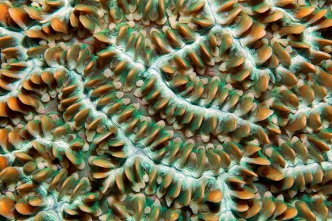 Colony of coral polyps in brain corallae