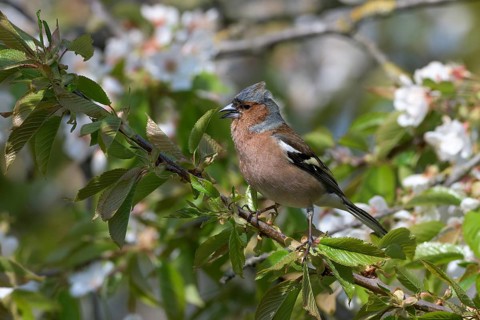 Singing Common chaffinch