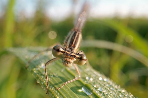 White-legged damselfly