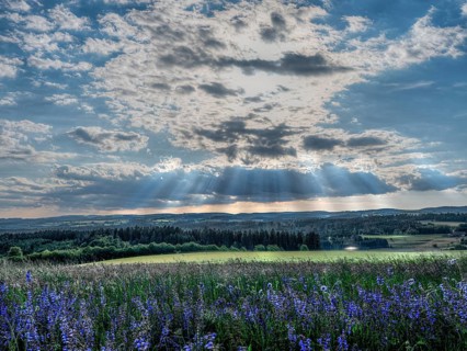 Sage in May