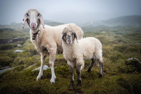 Mother with young animal