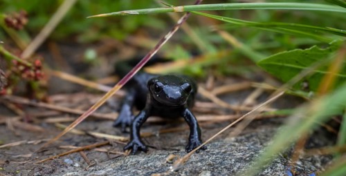 Alpine Salamander