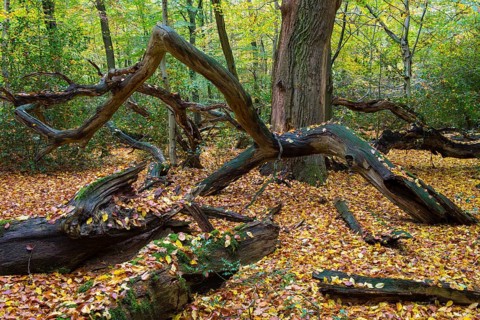 Old Oaks