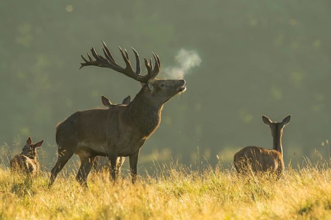 Strong red deer