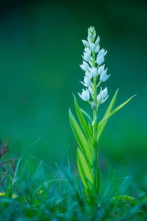 Sword-leaved