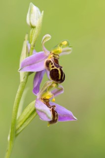 Bee orchid