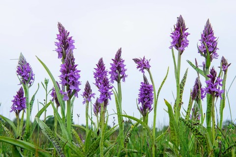 Southern marsh orchid