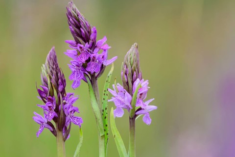 Southern marsh orchid