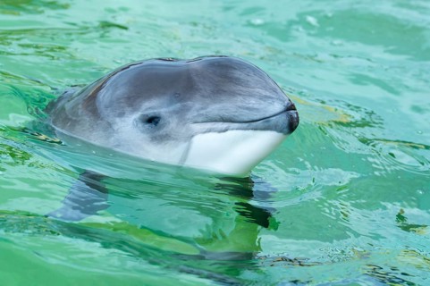 Portrait of a Porpoise