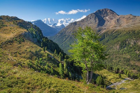 Alp Languard with Piz Palue and Bellavista above the Bernina Valley