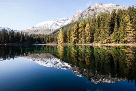 Autumnal larch forest at Obernberger See