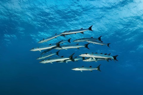 Swarm Blackfin barracuda