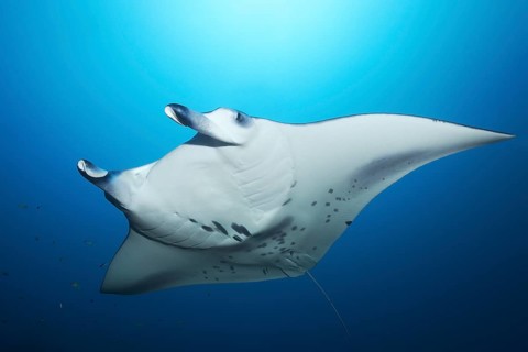 Reef manta ray