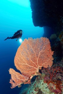 Diver with diving lamp at coral reef wall viewing Gorgonie