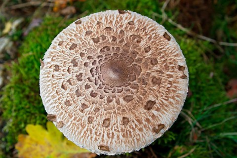 Parasol mushroom