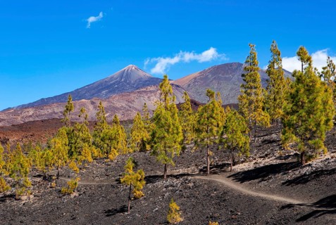Canary Island pines