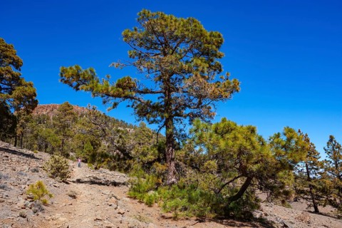 Hiker on the way to the Sombrero de Chasna through a Canary Island