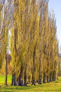 Columnar poplar avenue