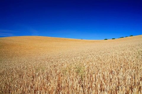 Wheat field under blue sky