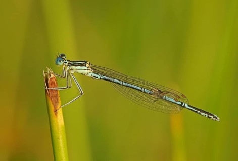 White-legged damselfly