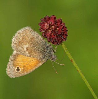 Small heath