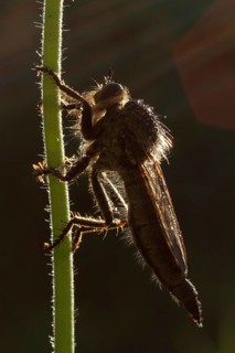 Robber fly