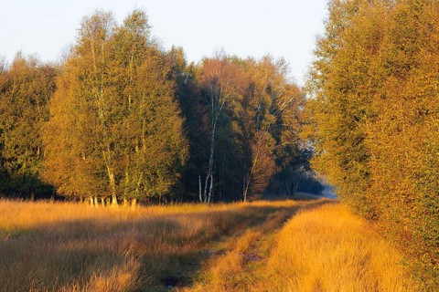 Birches