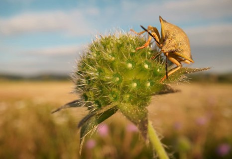 Stink Bug