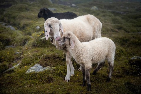 Mother with young animal