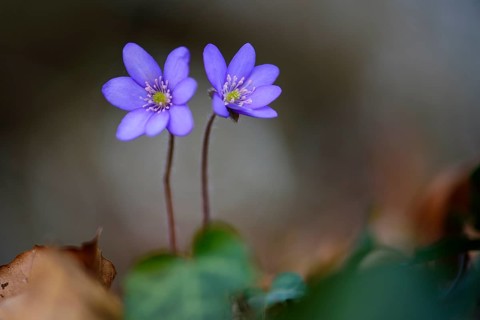 Flowering liverworts