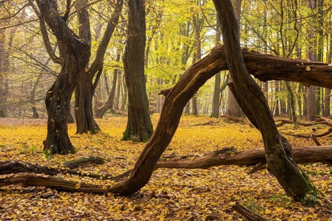 Autumn in the jungle Baumweg