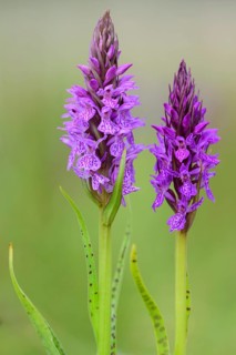 Southern marsh orchid