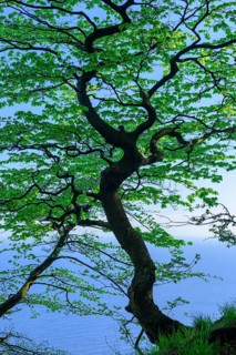 Beech at the chalk cliffs