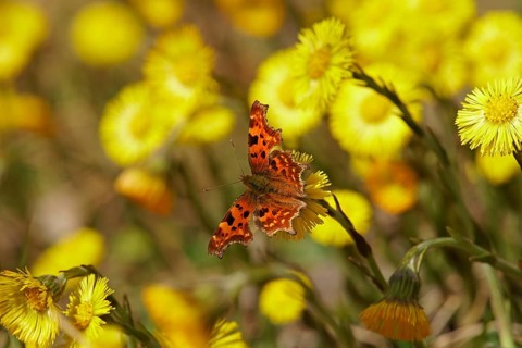 Comma