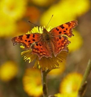 Comma