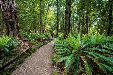 Hiker on trail through forest with ferns