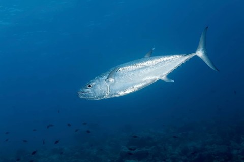 Dogtooth tuna