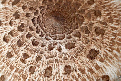 Parasol mushroom