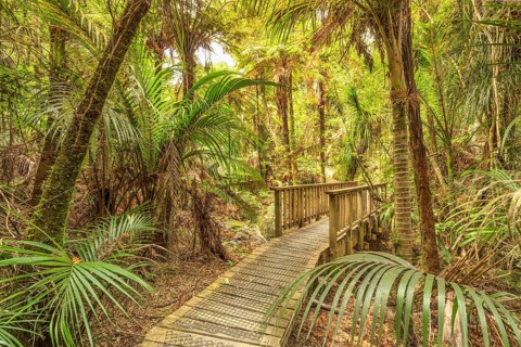 Kauri Grove Lookout Walk