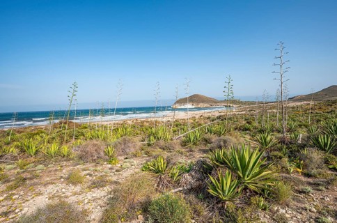 Agaves on the beach