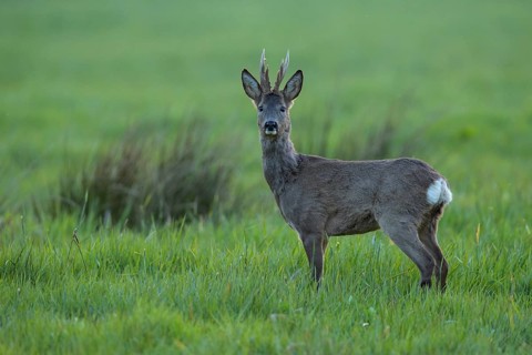 European roe deer