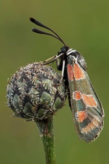 Zygaena carniolica