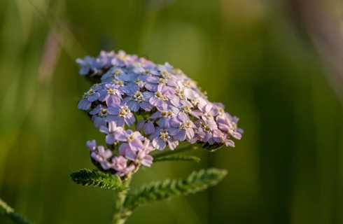 Common yarrow