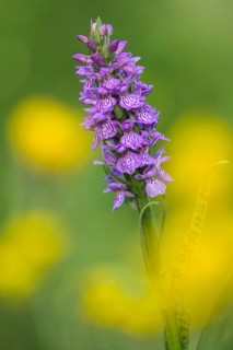 Southern marsh orchid