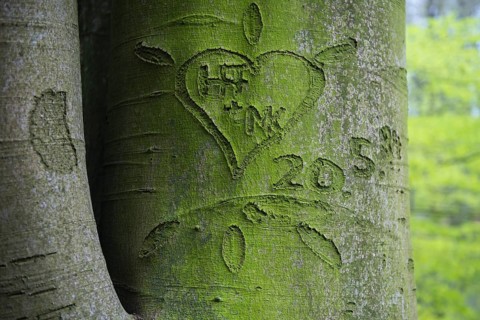 Beech trees