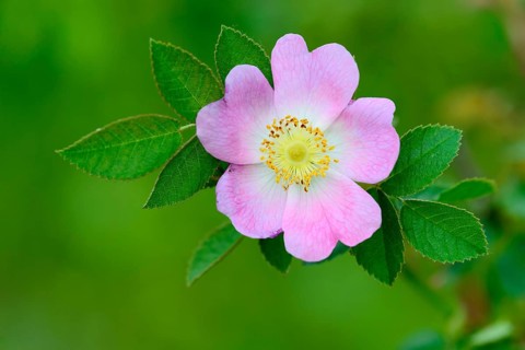 Flowering dog rose