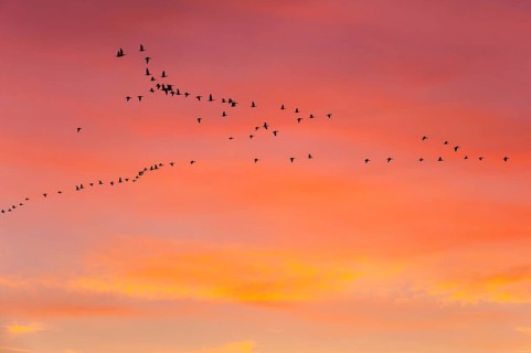 Pulling Greylag goose