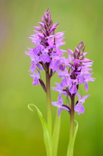 Southern marsh orchid